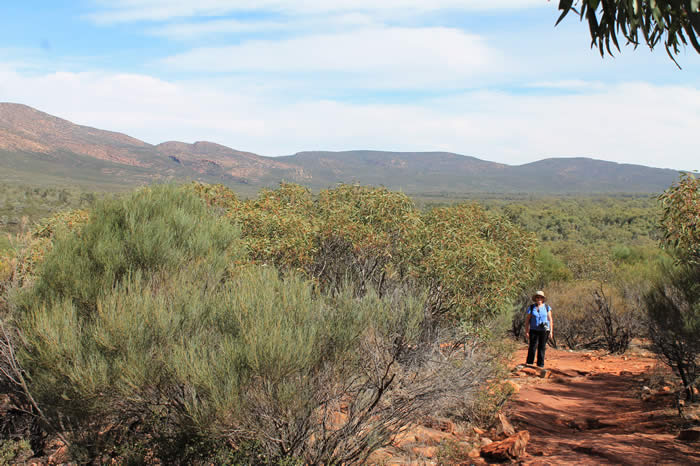Wlpena Pound Walk